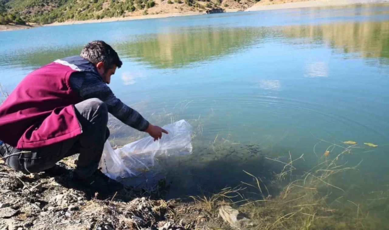 Çankırı'daki 26 gölete 562 bin yavru sazan balığı bırakıldı