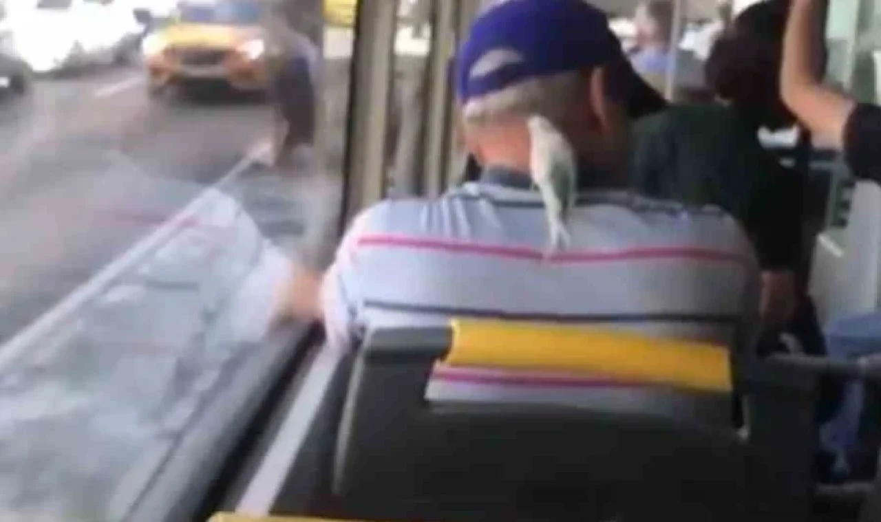 Ensesine konan muhabbet kuşuyla böyle seyahat etti