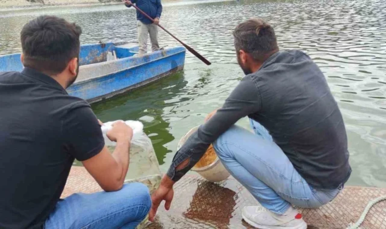 Erbaa'da baraj ve göletlere 6 bin sazan yavrusu bırakıldı