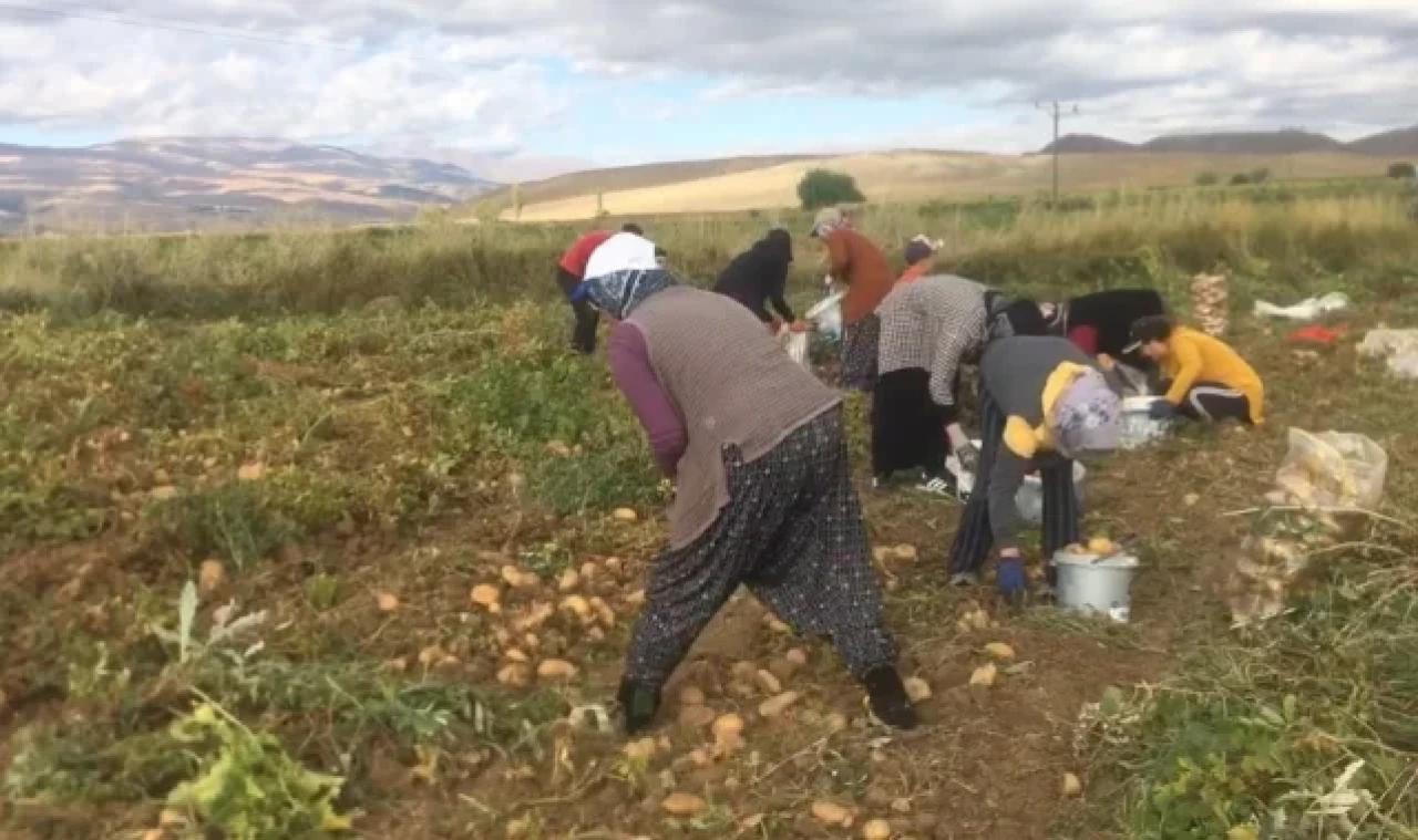 Erzincan'da patates hasadı başladı