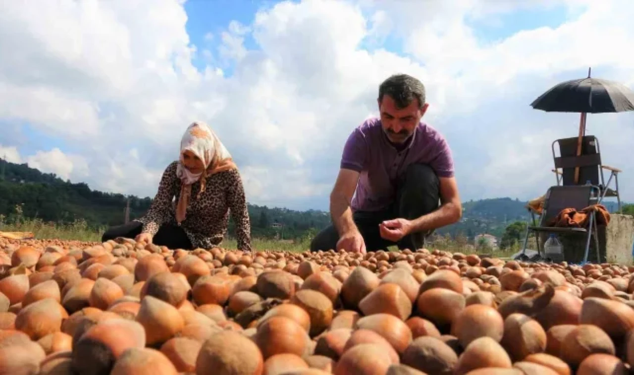 Fındık üreticilerinin zorlu kurutma mesaisi