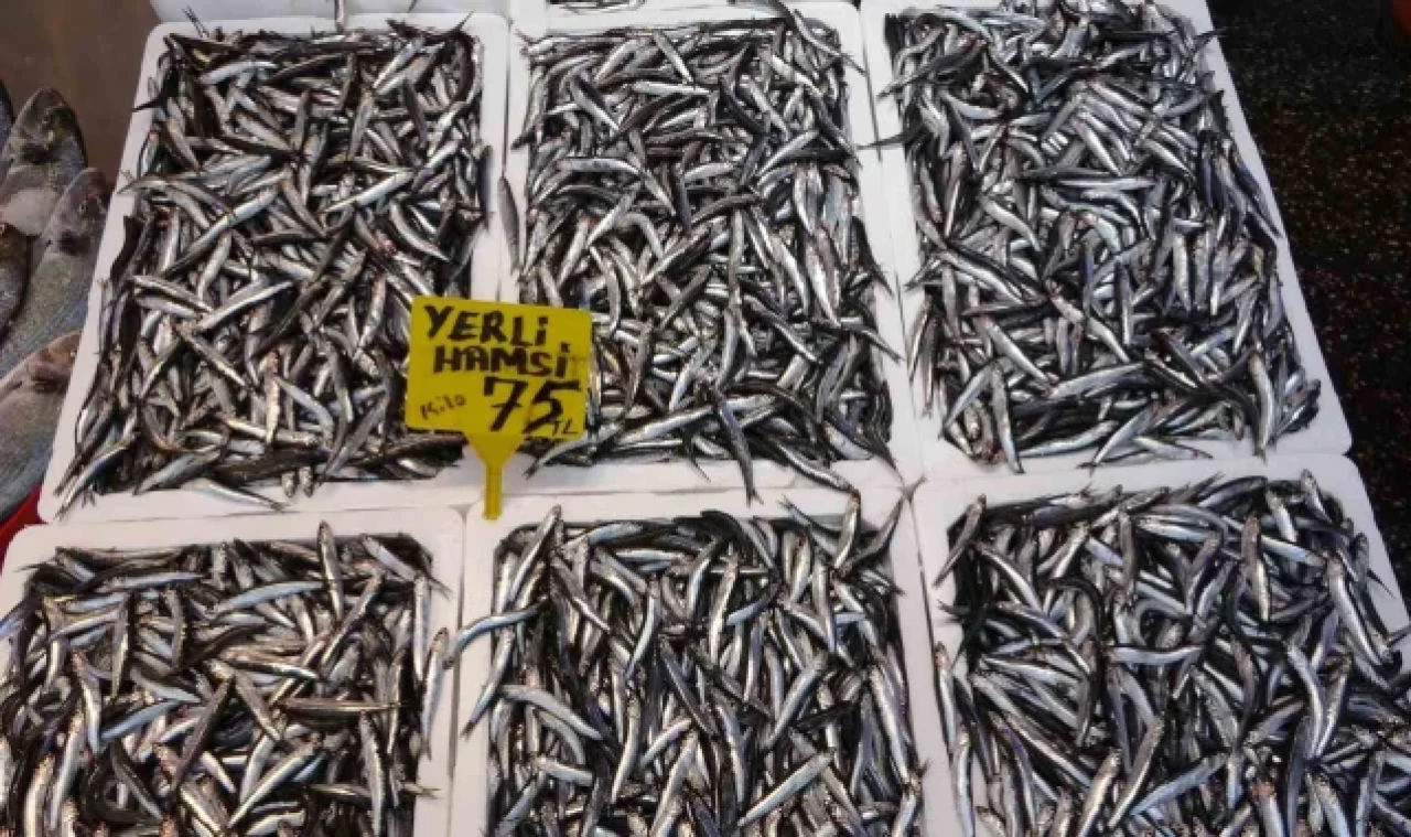 Hamsi sezonu erken başladı ancak bu ihracatına yansımadı