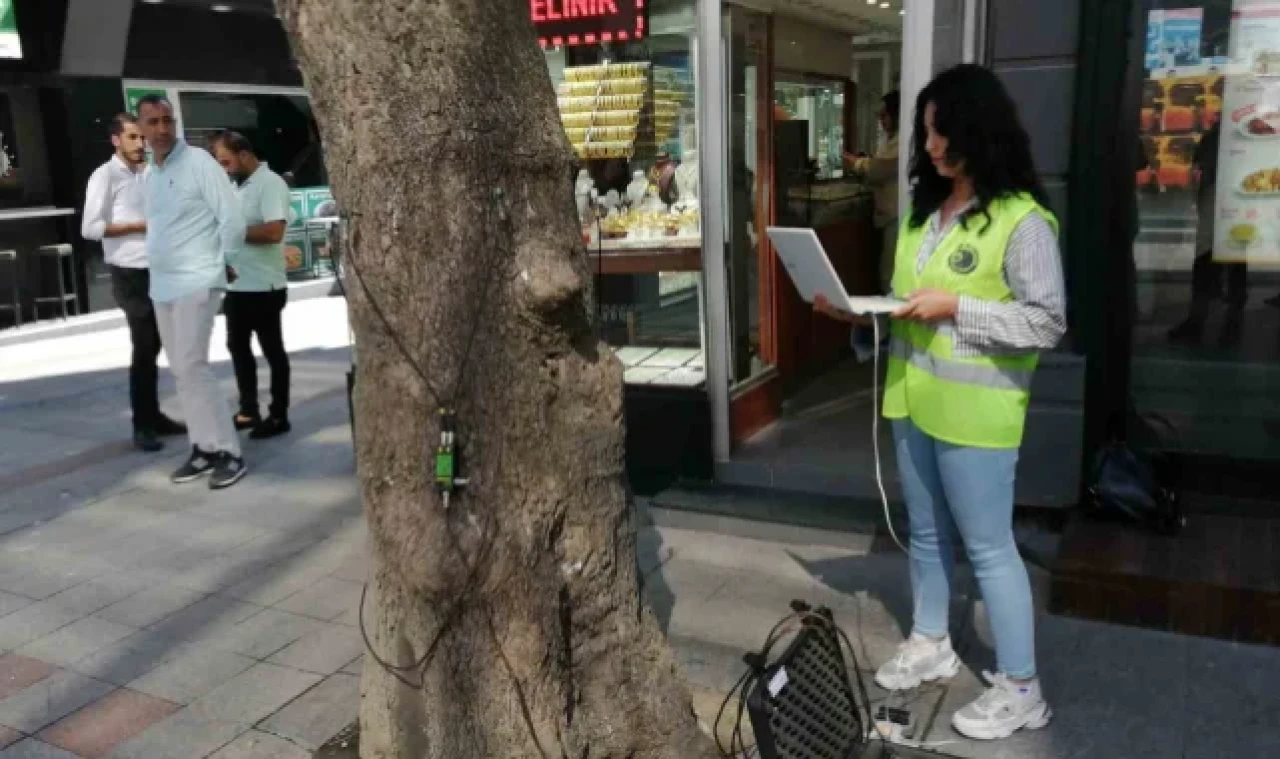 Kartal'da devrilme riskine karşı ağaçların 'tomografisi' çekildi