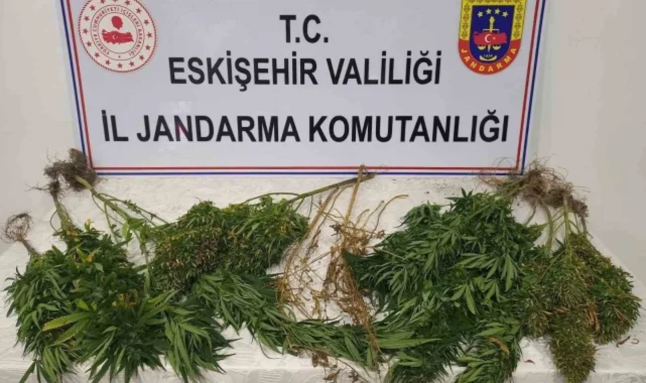 Ormanlık alanda kenevir yetiştiren şahıslar hakkında işlem başlatıldı