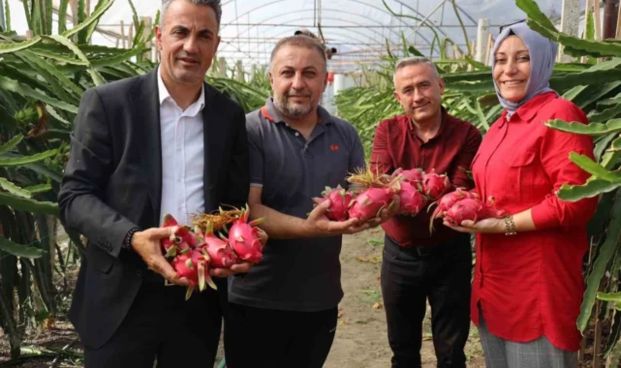 Tropikal meyve olan 'Ejder'in Bilecik'te ilk hasadı yapıldı