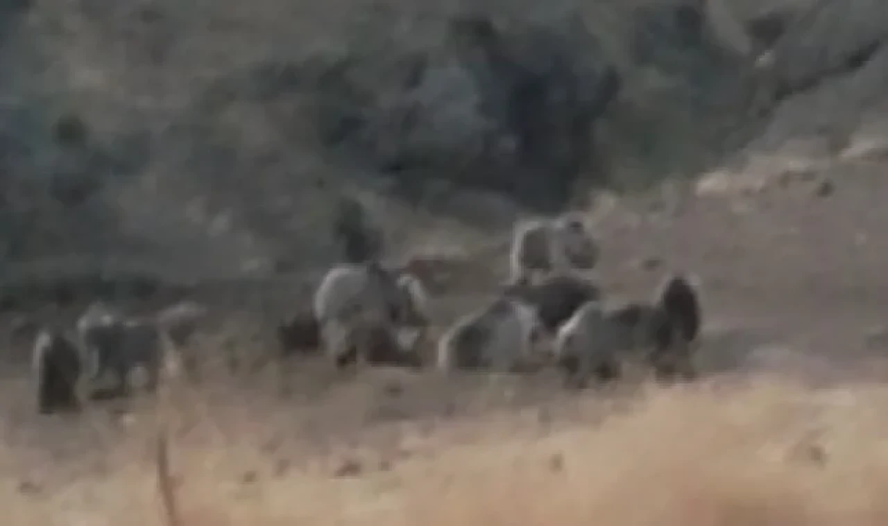 Tunceli'de bozayılar grup halinde görüntülendi