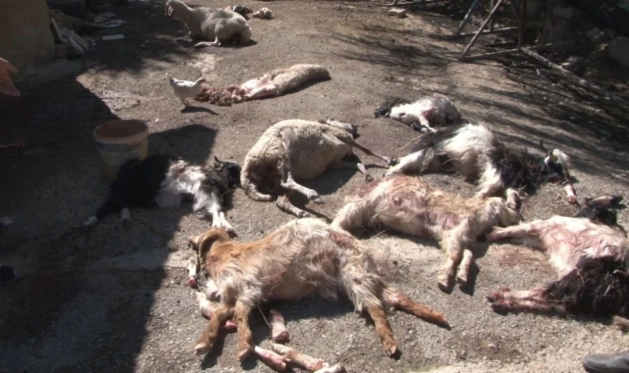 Başıboş köpekler 50'den fazla küçükbaş hayvanı telef etti