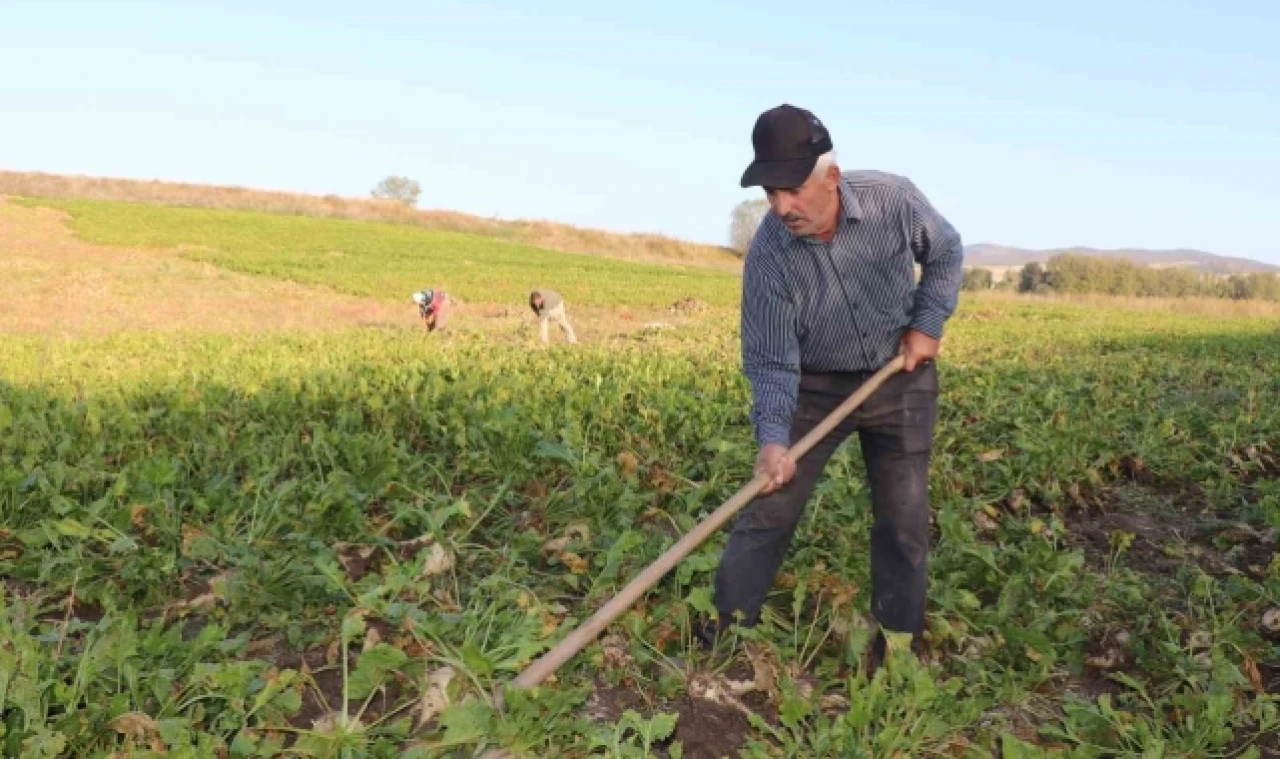 Bilinçsiz sulama yapan çiftçi pancarını eliyle toplamak zorunda kaldı
