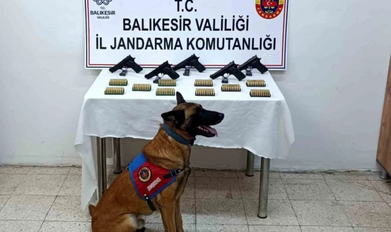 Bomba köpeği 'Vaha' kaçak silahları buldu