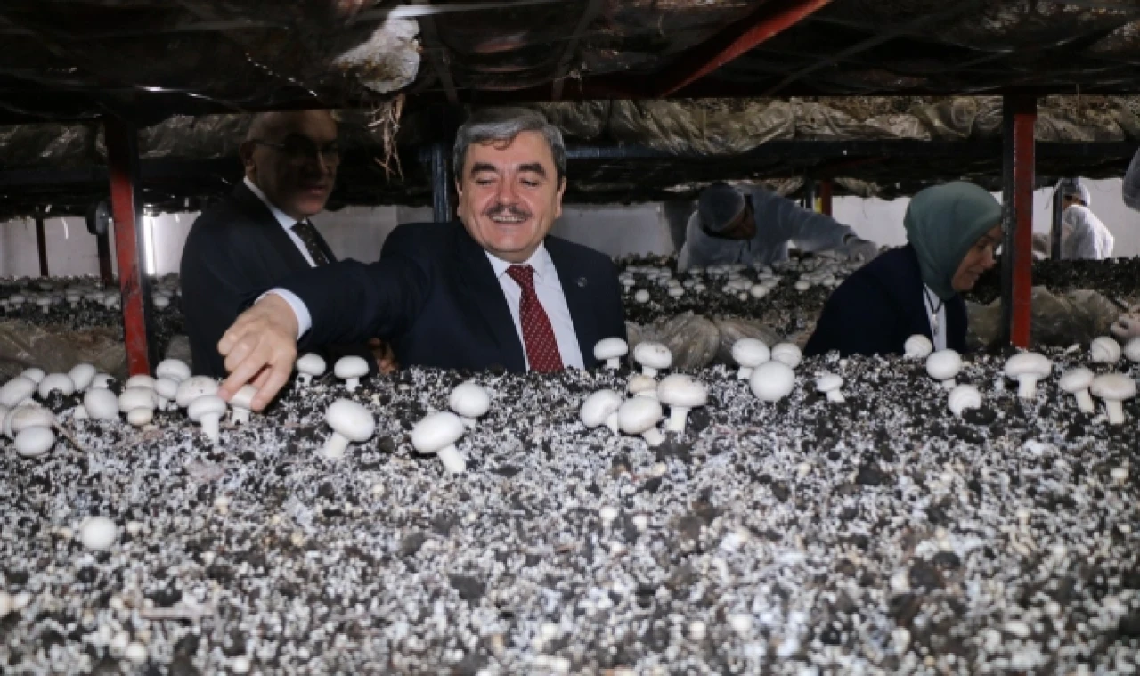 Müdür Türkmen, Mantar ve Mısır Hasadına katıldı