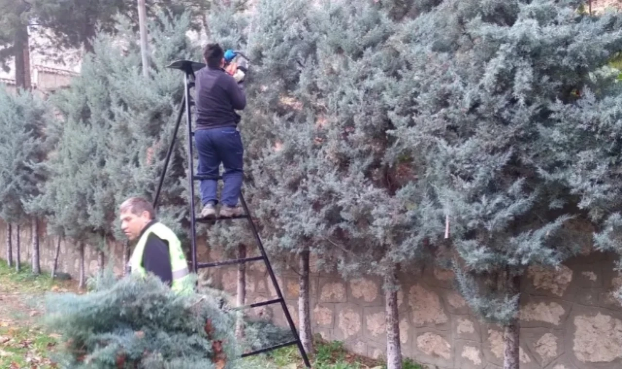 Belediye ekipleri ağaçları buduyor