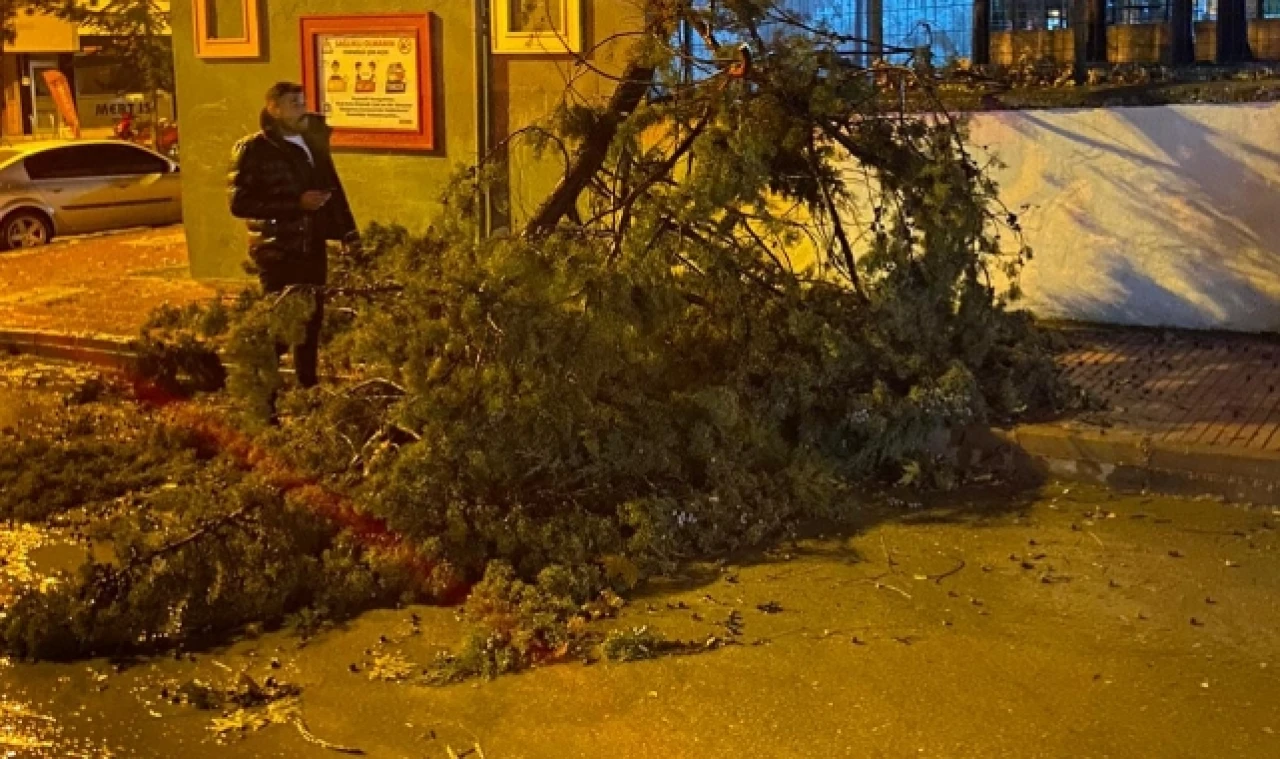 Merzifon’da Şiddeti Rüzgar Ağaç Devirdi