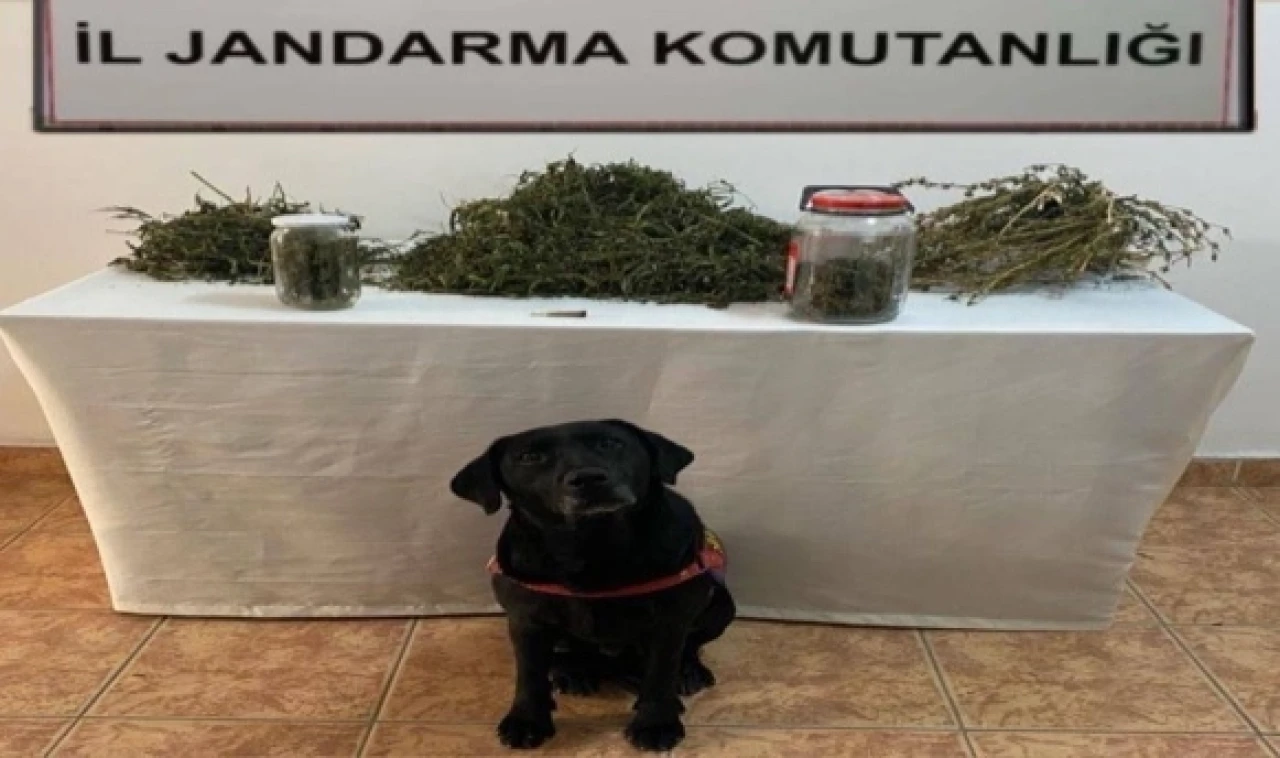 Suluova’da uyuşturucu operasyonu: 2 gözaltı
