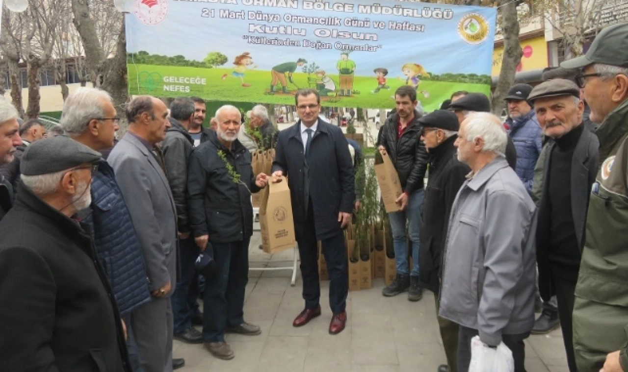 Merzifon’da Fidan Dağıtımı Gerçekleştirildi