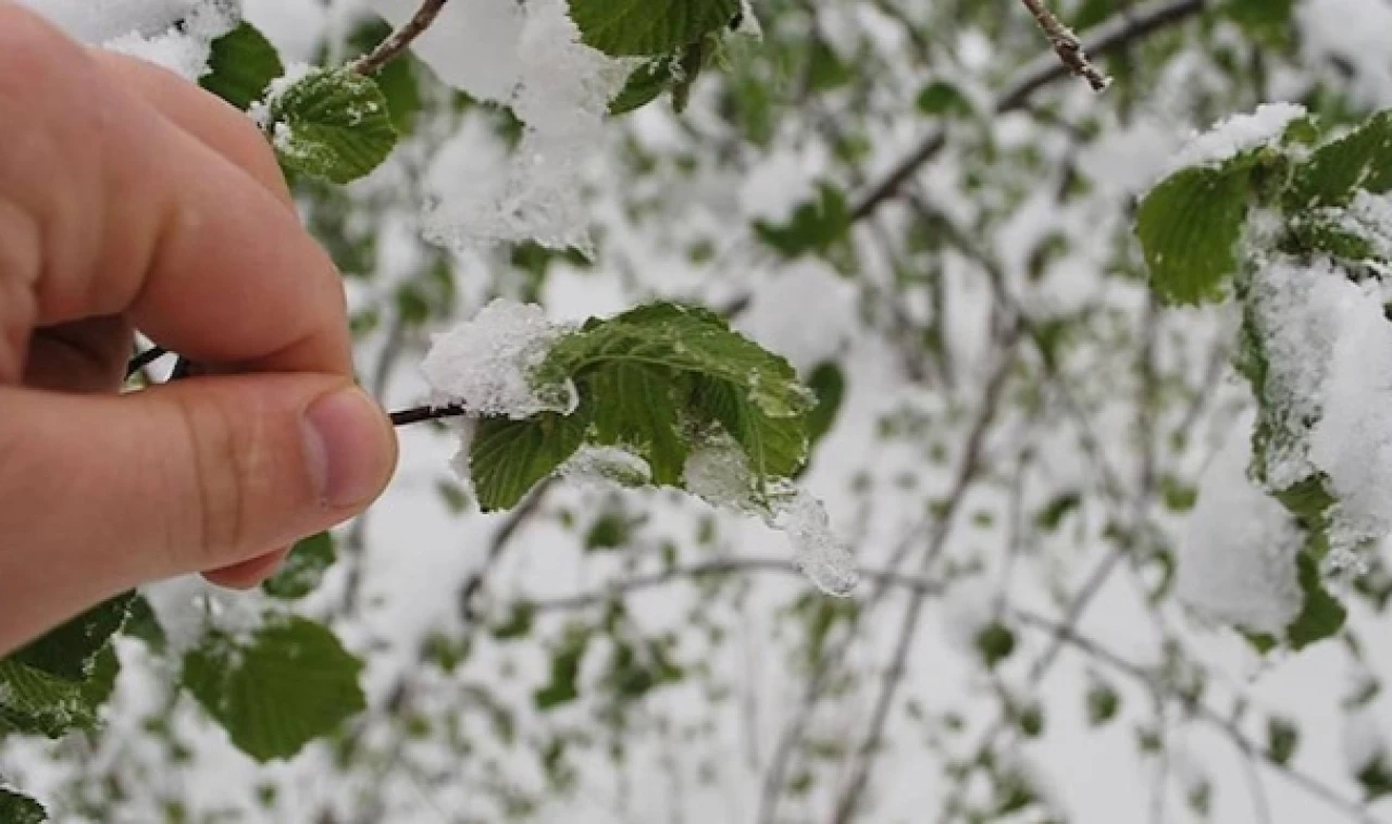 Meteorolojiden Çiftçilere Zirai Don Uyarısı!