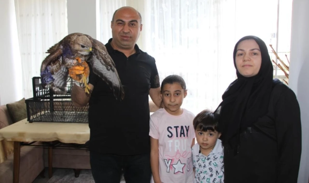 Bayram misafiri yaralı şahini et ve yaprak sarmasıyla besliyorlar