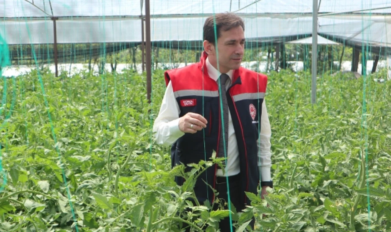 Salatalık Hasadı Başladı