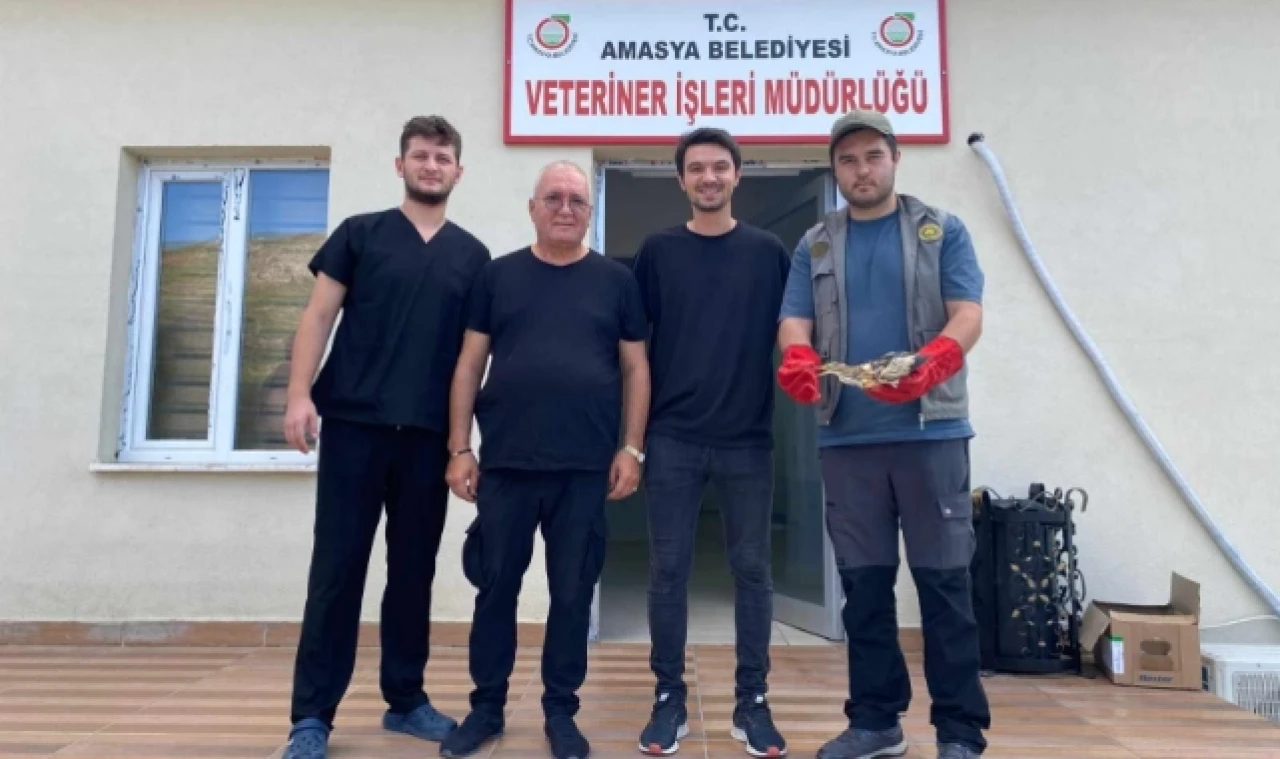 Amasya’da nesli tükenmekte olan Balaban Kuşu yaralı bulundu