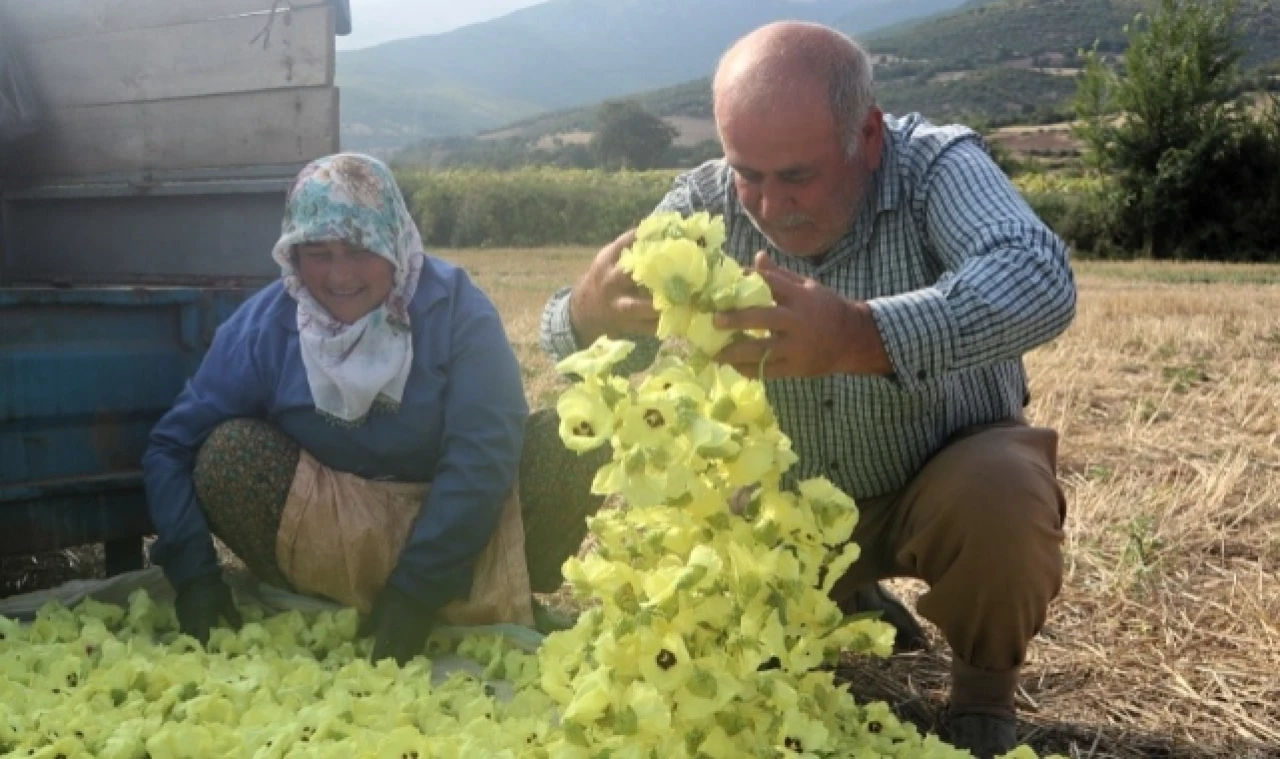 Fiyatı Gram Altınla Yarışıyor