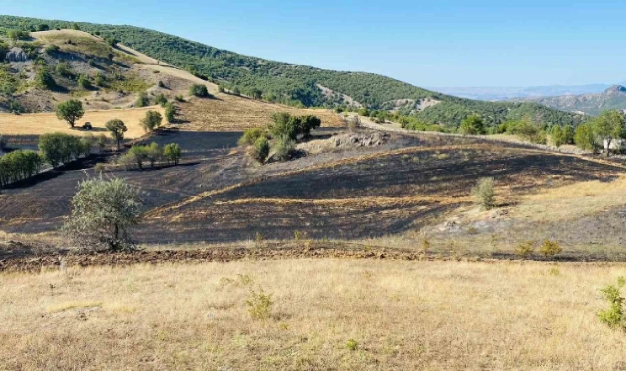 Göynücek'te anız yangını ormana sıçramadan söndürüldü