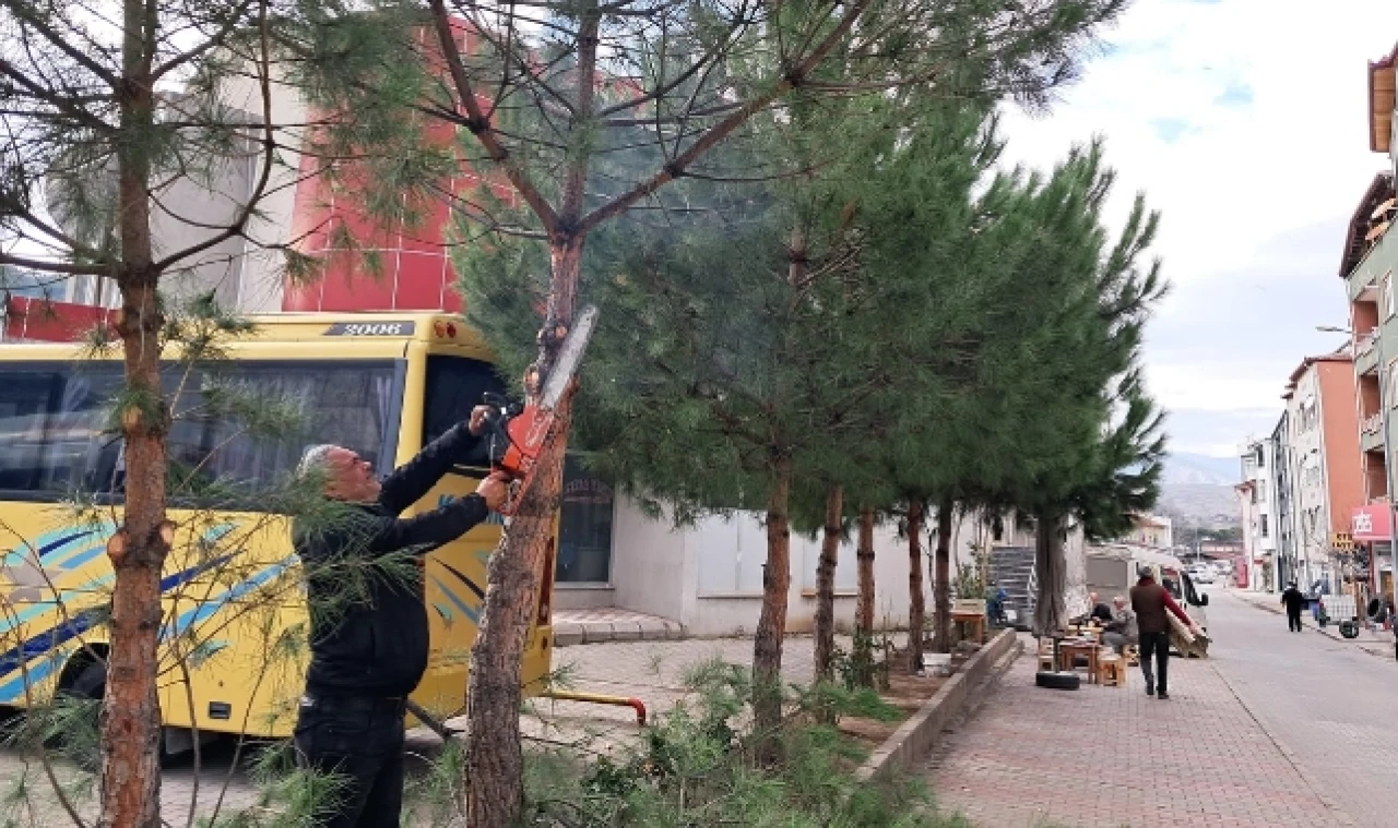 Taşova Belediyesi’nden Ağaç Budama Çalışmaları