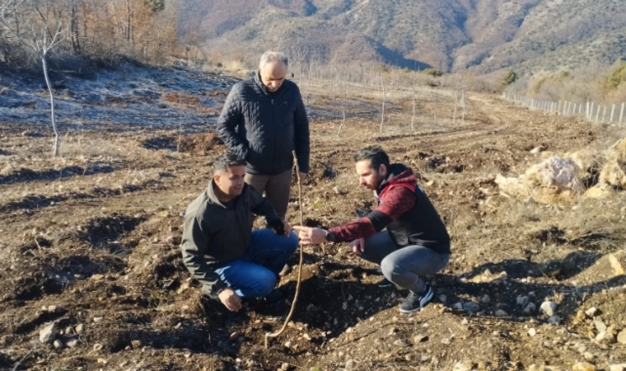 Ceviz fidanlarına kontrol gerçekleştirildi