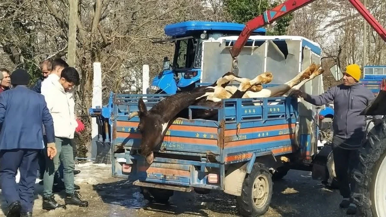 Ahırda çıkan yangında 5 büyükbaş hayvan telef oldu
