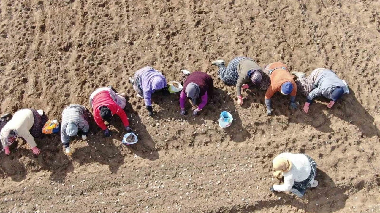 35 yıldır sarımsak tarlalarında çalışan kadın: "Düğüne gider gibi sarımsak tarlasına geliyorum"