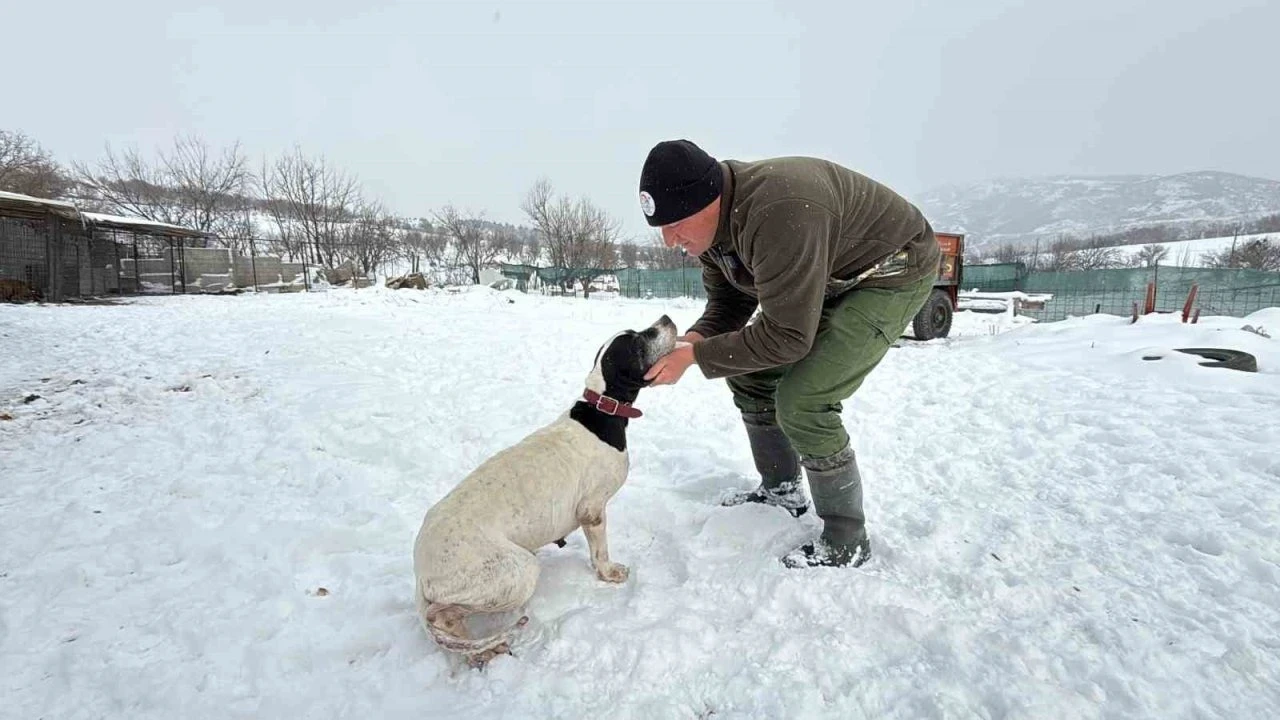 Öğretmenlikten vazgeçti, av köpeği eğitiyor