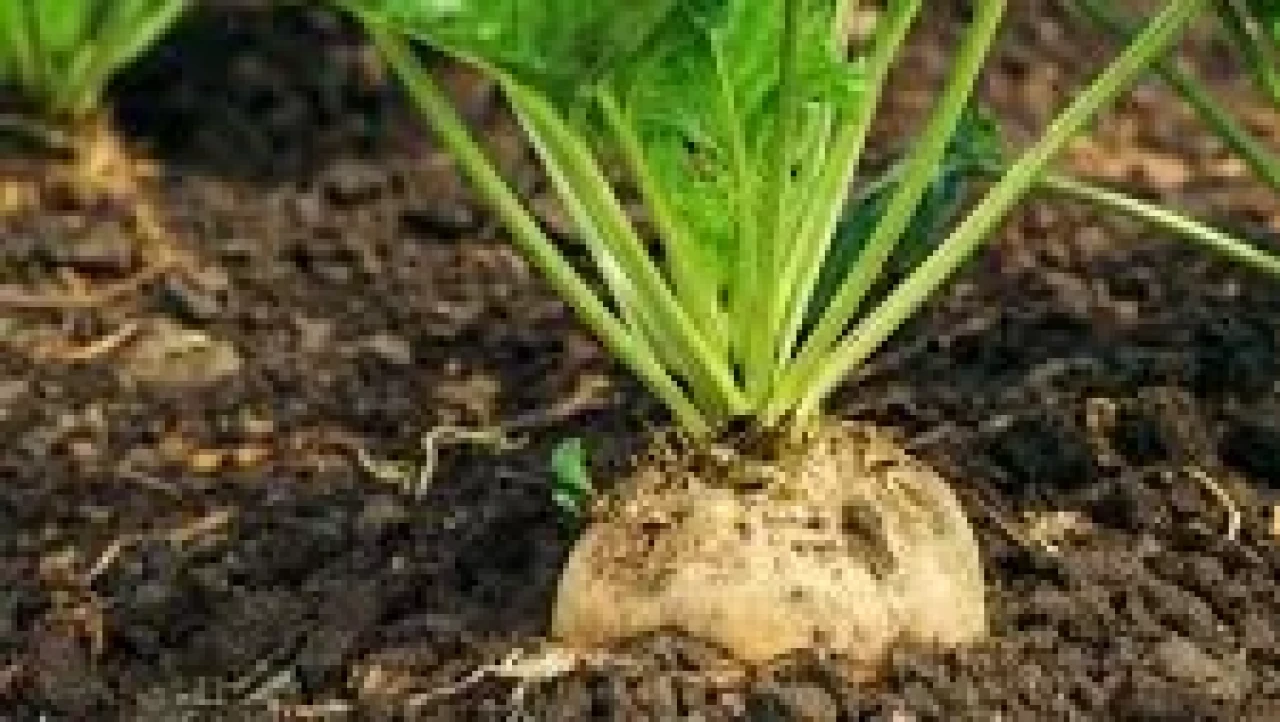 Şeker Pancarı Tohum fiyatları değişmedi!