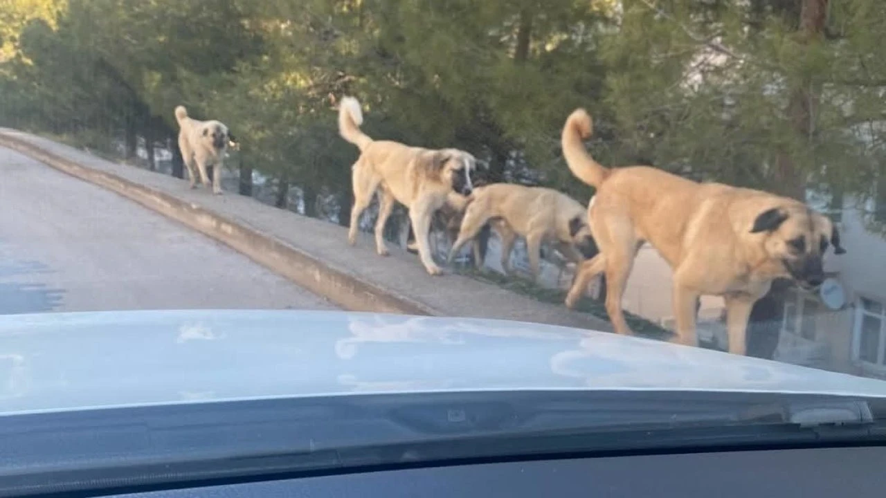 Amasya’da tedirgin eden görüntü: Sokaklarda köpek çeteleri