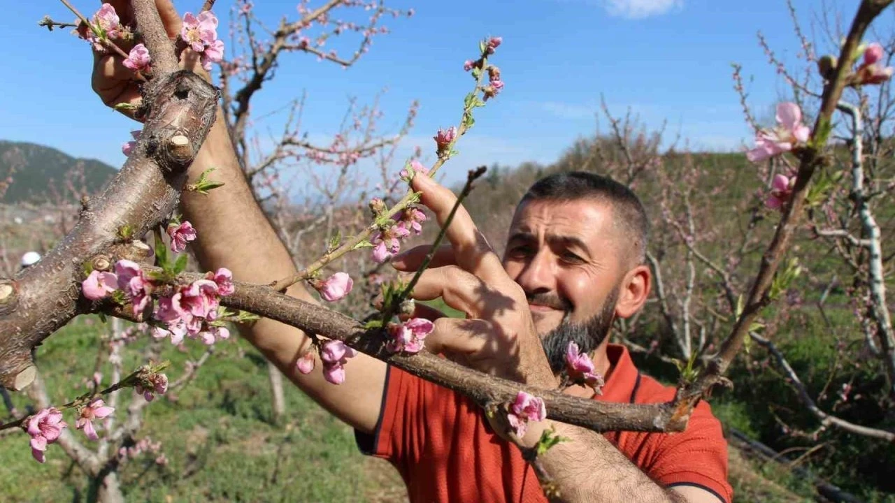 Ağaçların hepsini soğuktan korumak için dondurmuştu, tomurcukların yüzde 80’i çiçek açtı
