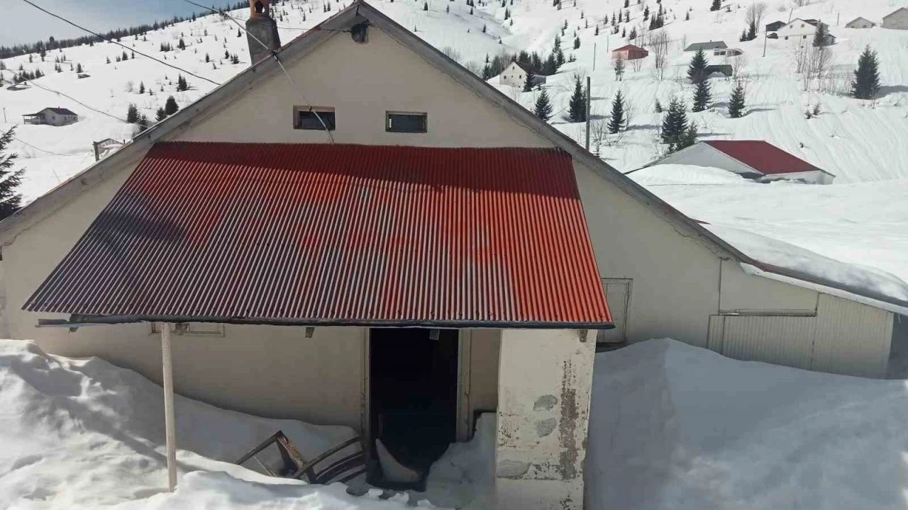 Sis Dağı Yaylası’nda çığ faciası sonrası bu kez de ayı faciası yaşanıyor