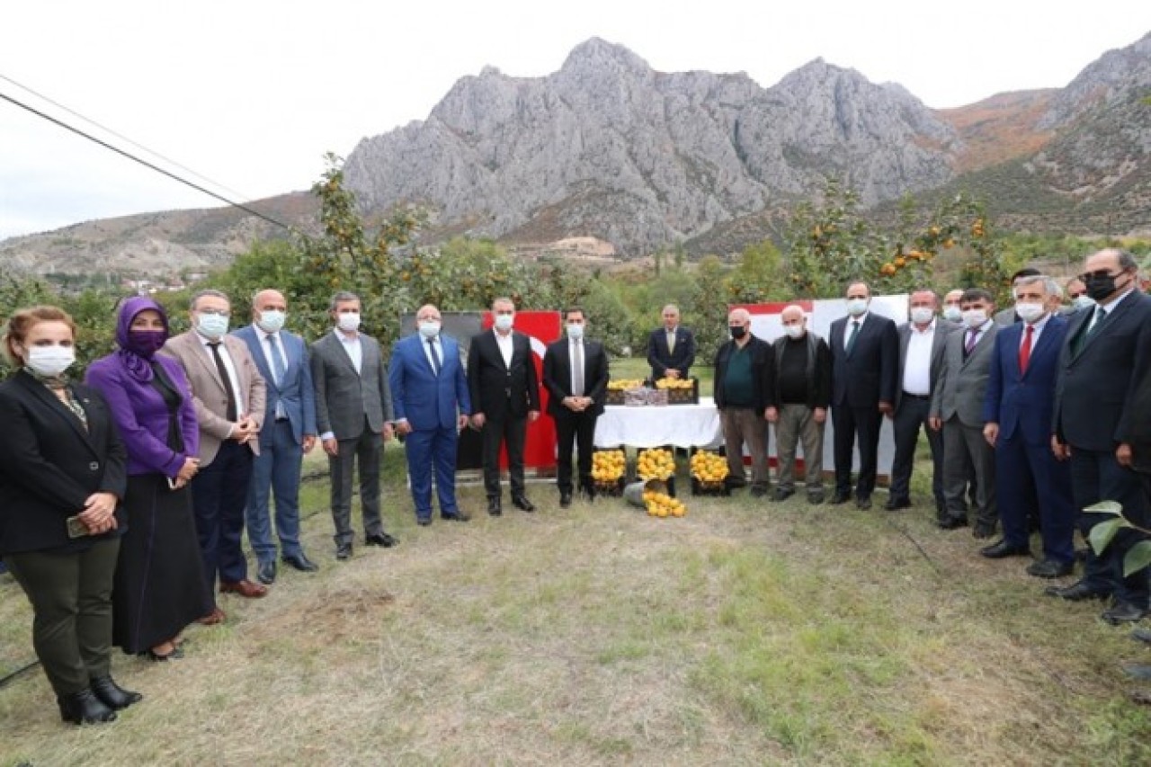 370 HEKTAR ALANDA CENNET HURMASI HASADI YAPILDI
