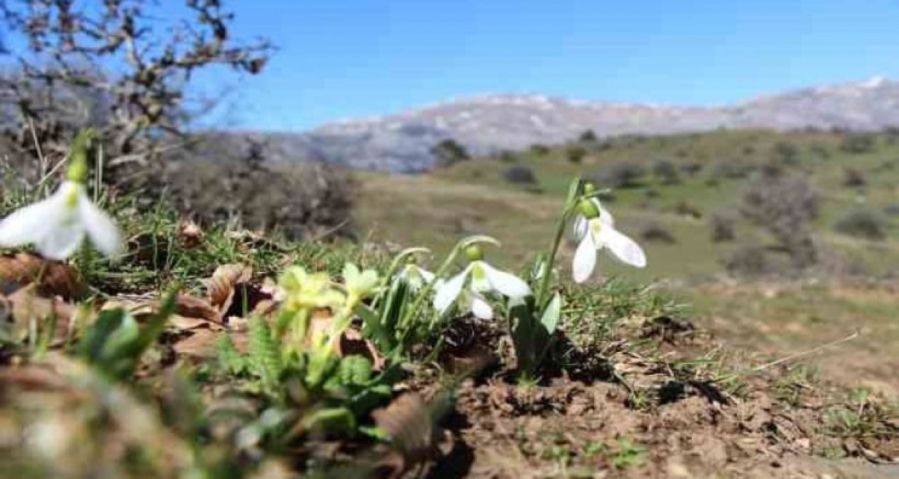 AKDAĞ'IN KARDELENLERİ KORUMA ALTINDA