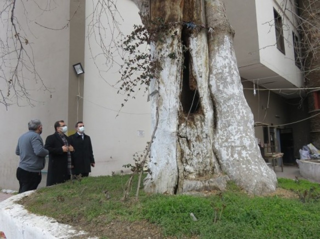 ASIRLIK ÇINARLAR İÇİN GİRİŞİMDE BULUNULACAK