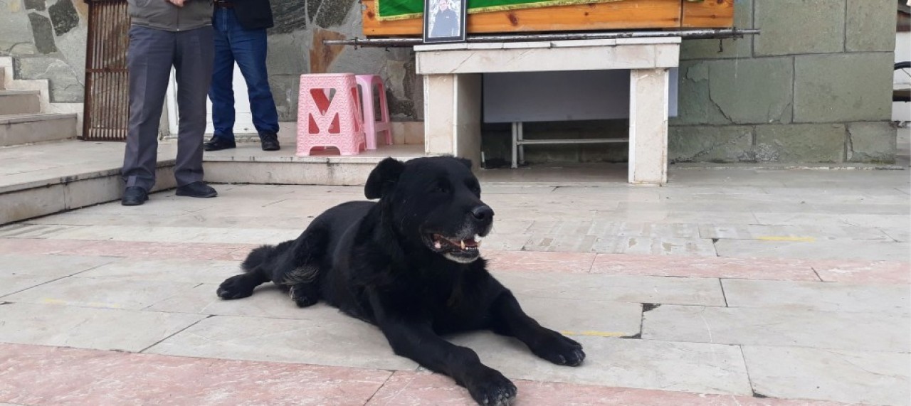 "BALİ" ADLI KÖPEK SAHİBİNİN TABUTUNUN BAŞINDAN AYRILMADI