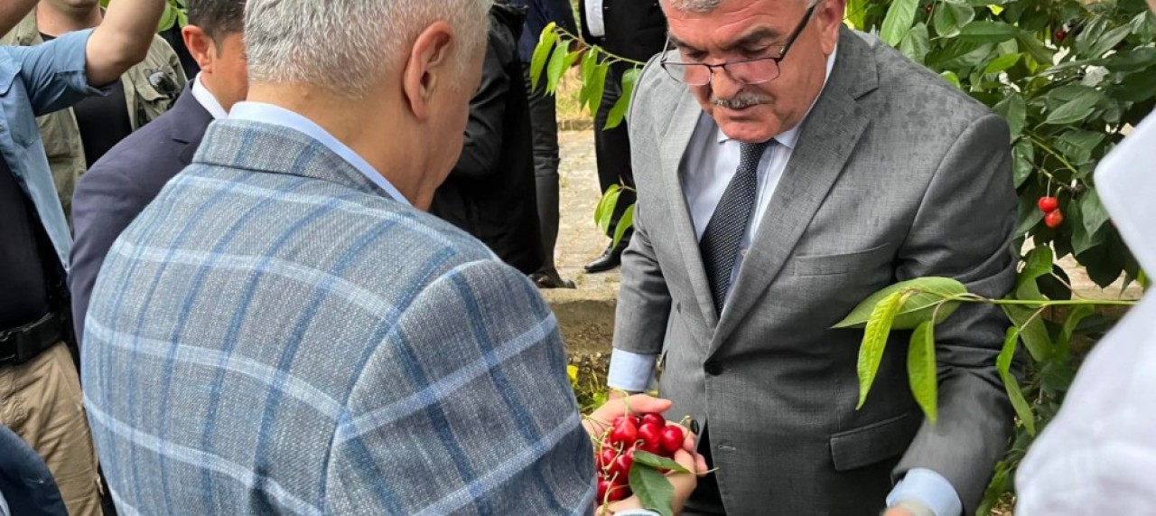 BİNALİ YILDIRIM KİRAZ BAHÇESİNİ GEZDİ