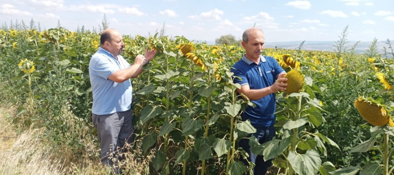 ÇAYIR TIRTILI ZARARLISINA KARŞI SAHA DENETİMİ DEVAM EDİYOR
