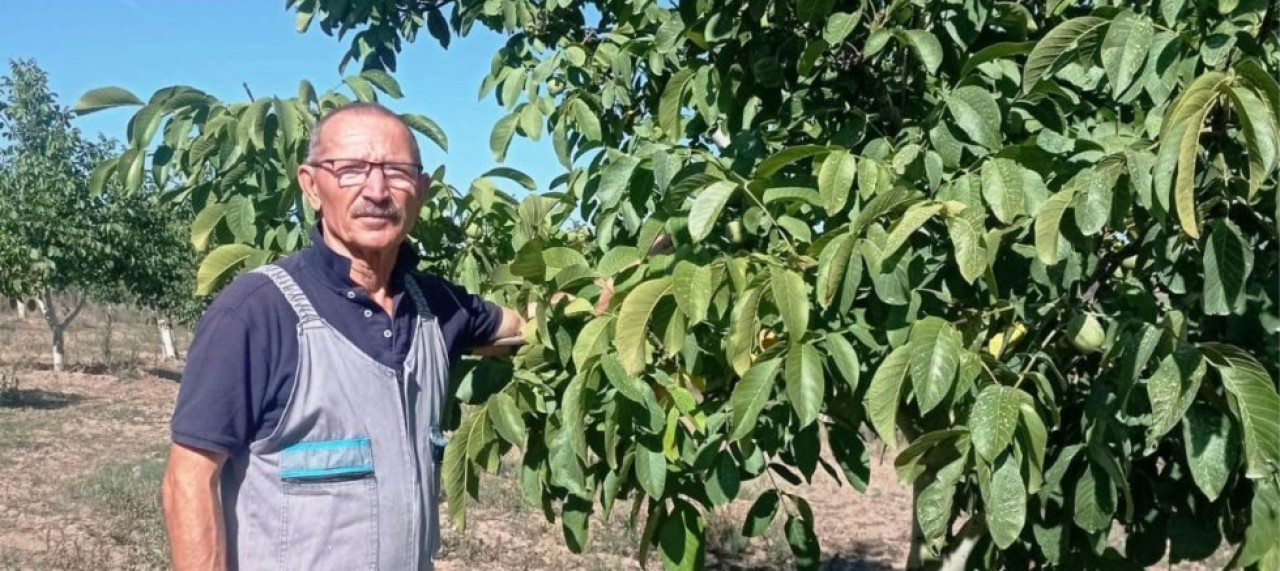 CEVİZ HASADI DEVAM EDİYOR
