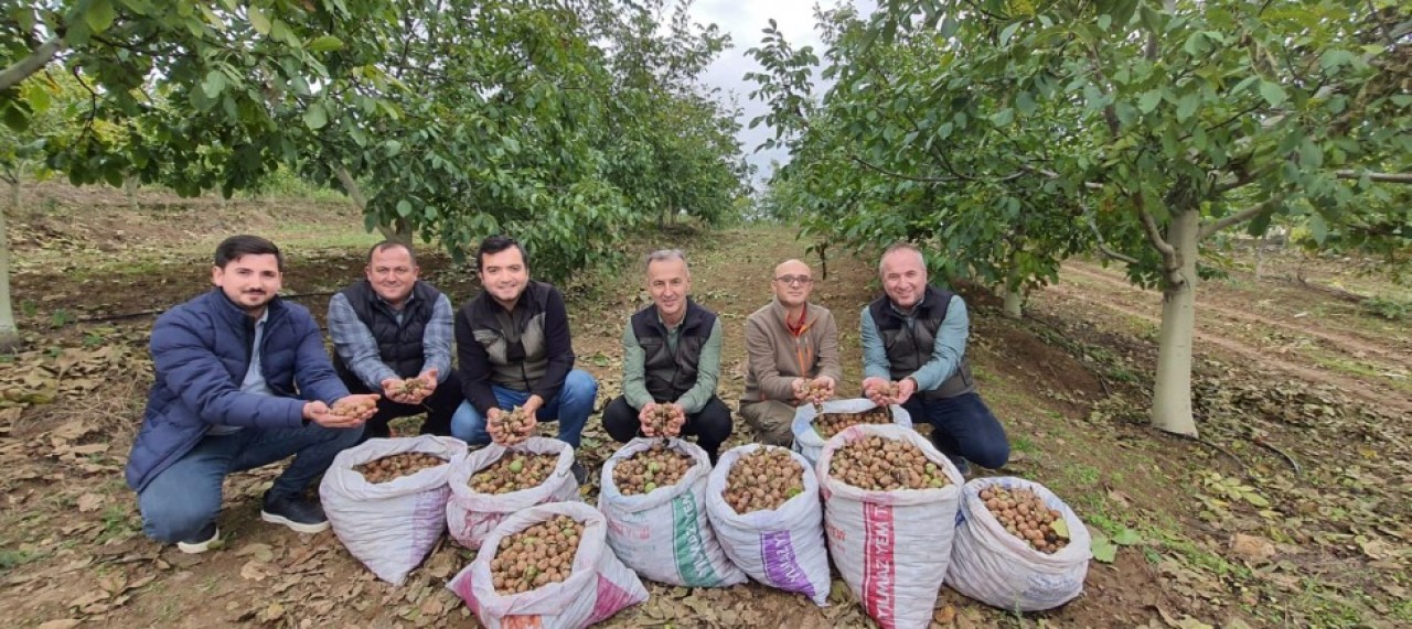 CEVİZ HASADI YÜZLERİ GÜLDÜRÜYOR