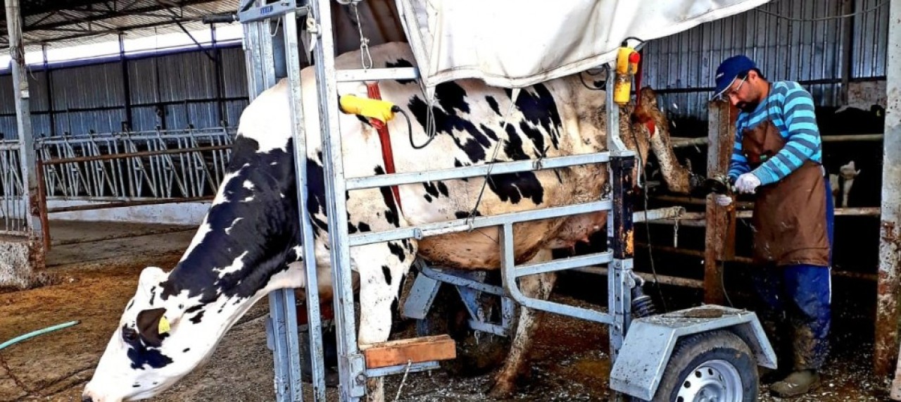 DSYB İŞLETMELERDE TIRNAK BAKIMI BAŞLIYOR