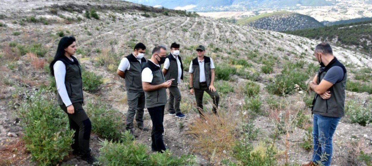 ENDÜSTRİYEL ORMAN DOĞAL ORMANLARIN SİGORTASI OLACAK
