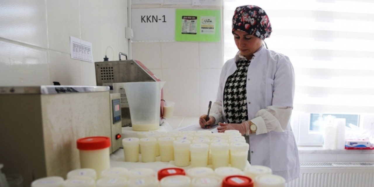 GÜNLÜK 49 TON SÜT TOPLANDI
