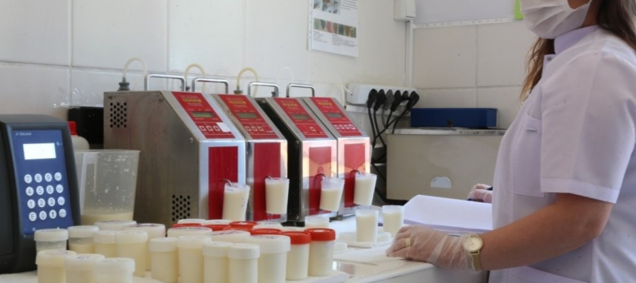 GÜNLÜK 82 TON SÜTE ULAŞILDI