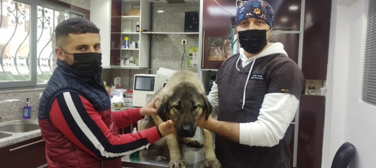HAVLADI DİYE KÖPEĞİ VURDU