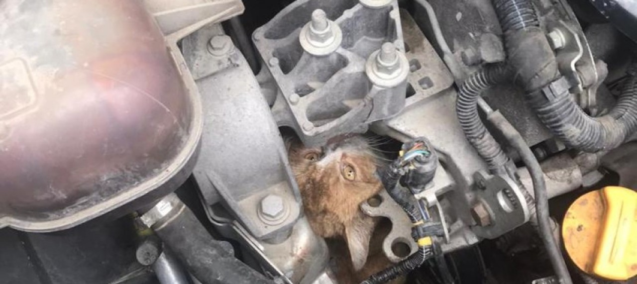 İTFAİYECİLERDEN ‘KEDİ  KURTARMA’ OPERASYONU