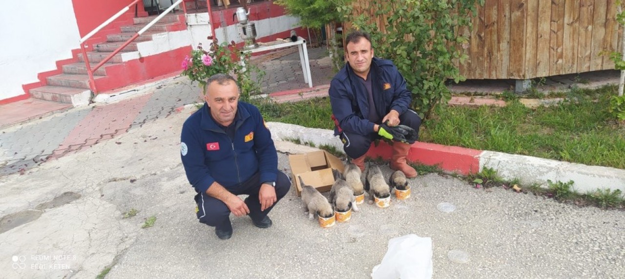 KANALA DÜŞEN YAVRU KÖPEKLER KURTARILDI