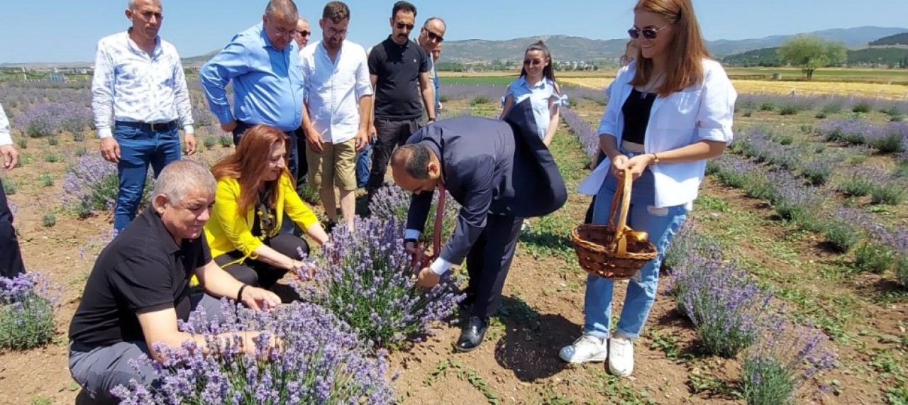 LAVANTA HASAT ŞENLİĞİ DÜZENLENDİ