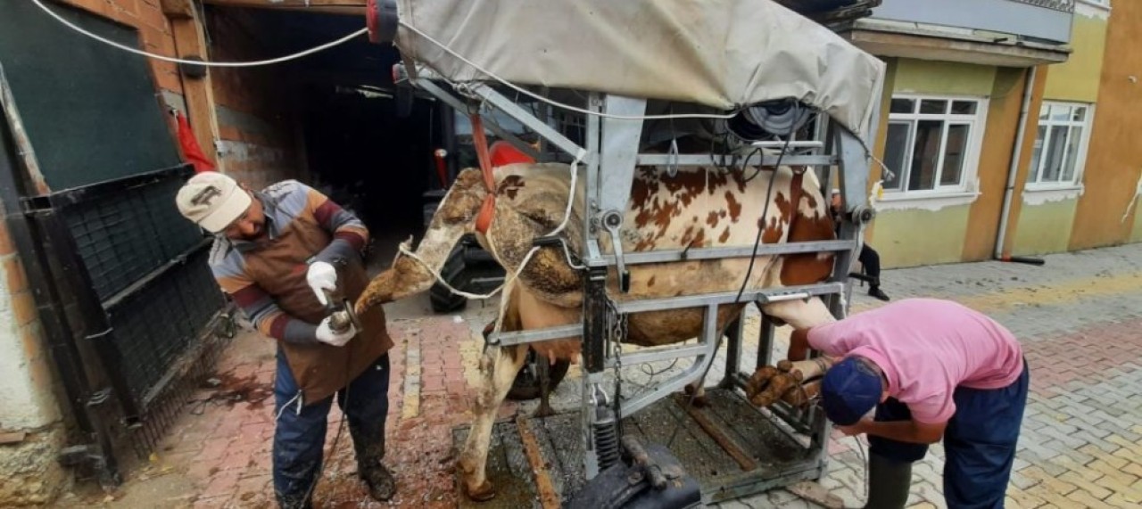 PERİYODİK TIRNAK BAKIMLARI DEVAM EDİYOR